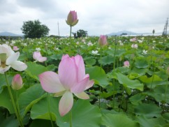 2014-7-7ハスの花 066