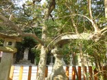 2015-2-15速玉・神倉神社～高野峠 066