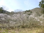 2015-3-28ｼﾃﾞｺﾌﾞｼ雨乞山 028