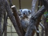 2015-3-1東山動植物園・ﾘﾆｱ 084