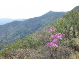 2015-3-28ｼﾃﾞｺﾌﾞｼ雨乞山 115