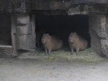 2015-3-1東山動植物園・ﾘﾆｱ 010