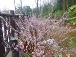 2015-3-1東山動植物園・ﾘﾆｱ 050