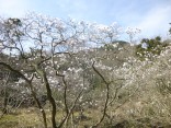 2015-3-28ｼﾃﾞｺﾌﾞｼ雨乞山 027