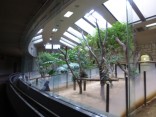 2015-3-1東山動植物園・ﾘﾆｱ 085