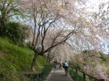 2015-4-11幸田・稲武・川向の桜と桃の花 066