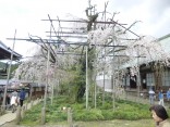 2015-4-11幸田・稲武・川向の桜と桃の花 102