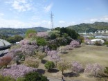 2015-4-11幸田・稲武・川向の桜と桃の花 033