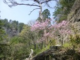 山2015-4-18鳳来寺 150