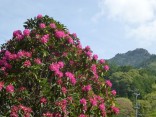 山2015-4-18鳳来寺 006