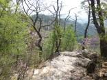 山2015-4-18鳳来寺 147