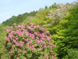 山2015-4-18鳳来寺 380