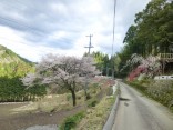 2015-4-11幸田・稲武・川向の桜と桃の花 200