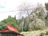 2015-4-11幸田・稲武・川向の桜と桃の花 114