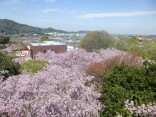 2015-4-11幸田・稲武・川向の桜と桃の花 029