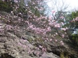 山2015-4-18鳳来寺 154