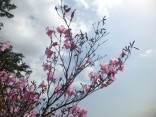 山2015-4-18鳳来寺 291