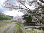 2015-4-11幸田・稲武・川向の桜と桃の花 146