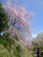 2015-4-11幸田・稲武・川向の桜と桃の花 047