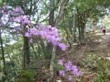 山2015-4-18鳳来寺 191