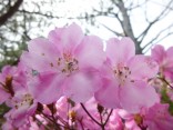 山2015-4-18鳳来寺 214