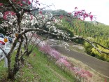 2015-4-11幸田・稲武・川向の桜と桃の花 206