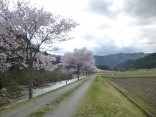 2015-4-11幸田・稲武・川向の桜と桃の花 147