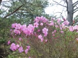 山2015-4-18鳳来寺 211