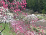 2015-4-11幸田・稲武・川向の桜と桃の花 205