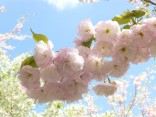 2015-4-11幸田・稲武・川向の桜と桃の花 055