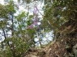 山2015-4-18鳳来寺 062