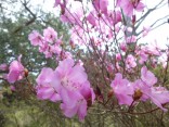 山2015-4-18鳳来寺 199