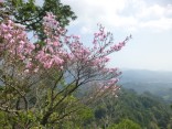 山2015-4-18鳳来寺 286