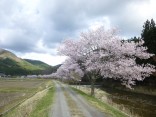 2015-4-11幸田・稲武・川向の桜と桃の花 152