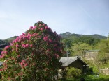 山2015-4-18鳳来寺 381