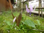 2015-4-11幸田・稲武・川向の桜と桃の花 092