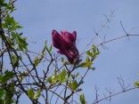 山2015-4-18鳳来寺 015