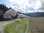 2015-4-11幸田・稲武・川向の桜と桃の花 125