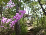 山2015-4-18鳳来寺 085