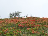 レンゲツツジ 鉢伏山