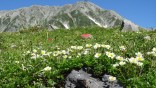 2015-8-1.2.3立山 027　チングルマ