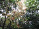 10-23吉祥山 　柿の木の紅葉