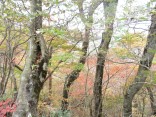 2015-10-31金時山 