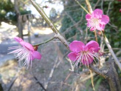 28-1-16豊橋公園 026