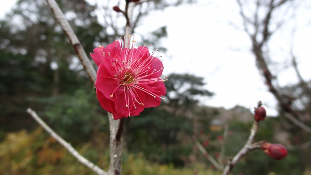 紅梅咲き始めましたDSC05320