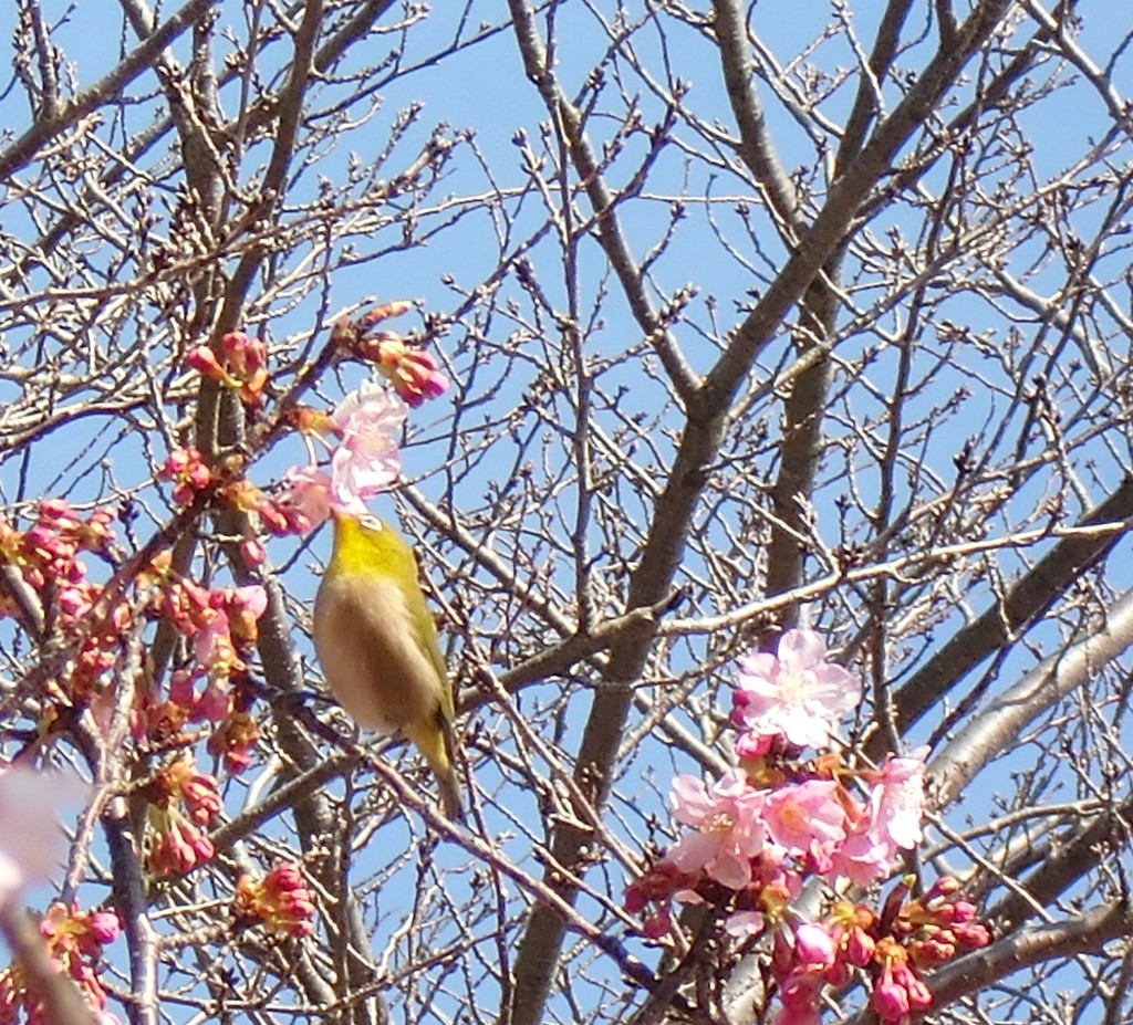 カワズ桜とメジロ