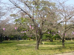 3-23豊橋公園 066