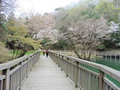 2016-4-3風切山 174