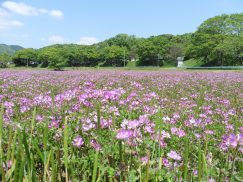 葦毛湿原駐車場近くのレンゲ畑