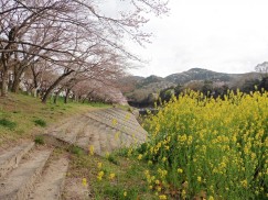 2016-4-3風切山 237